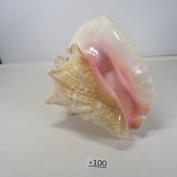 Large Real Conch Sea Shell 10" x 9.5" wide 6.5" tall - Picture 2 of 8